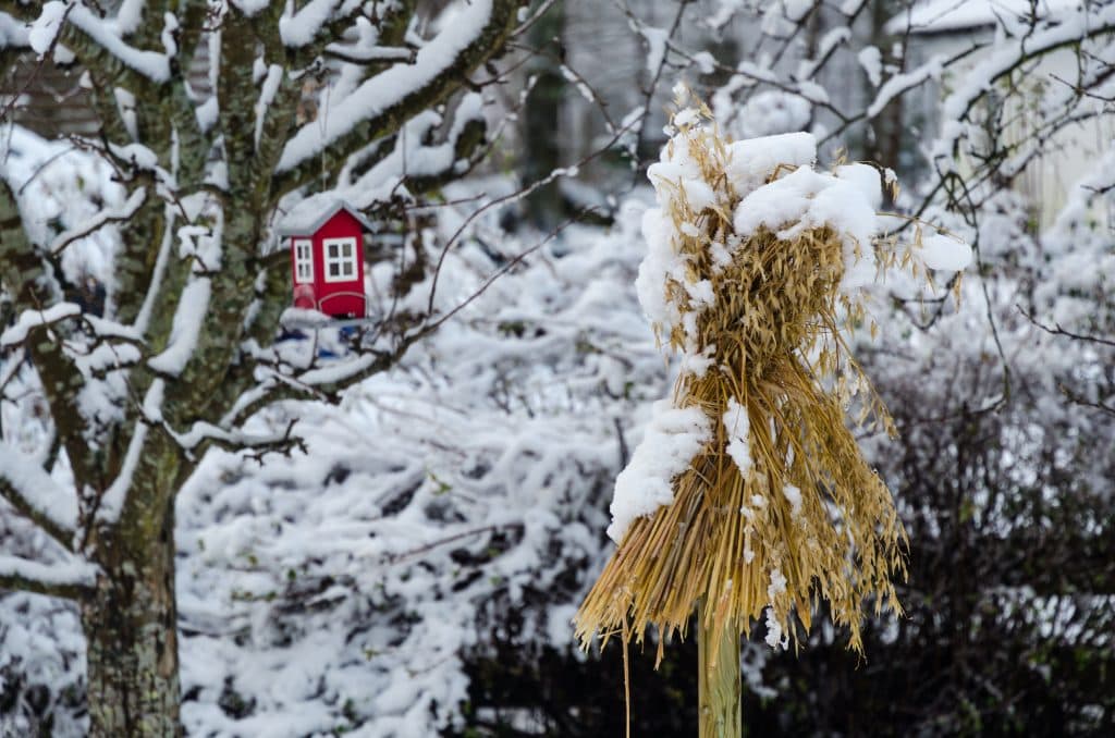 Traditional sheaf of oats and a bird feeder in a garden in wintertime.
